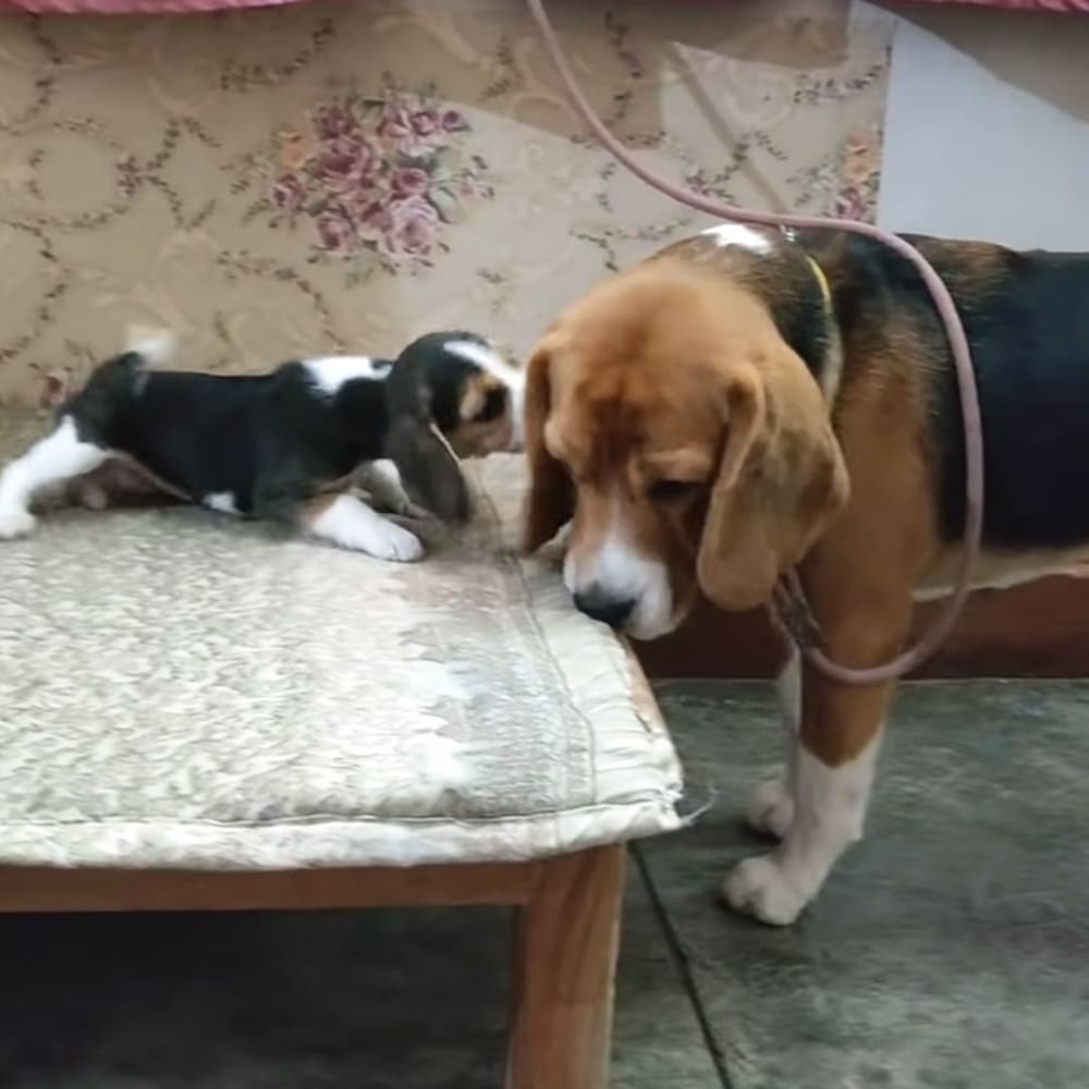 Indoor home setting with a beagle puppy and an adult beagle on floral upholstery furniture. The scene is well-lit, suggesting daytime.