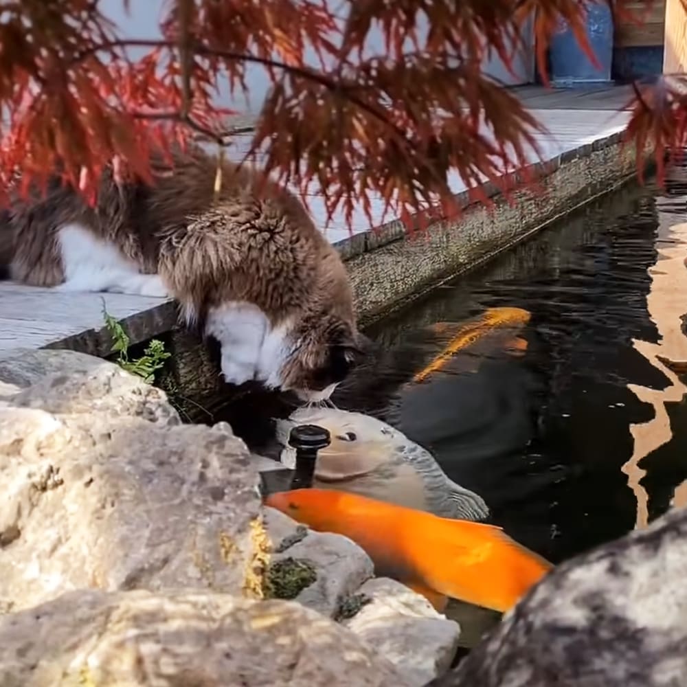 An adult tabby cat with white markings near a pond with koi fish in an autumn garden setting, bathed in warm late afternoon light.