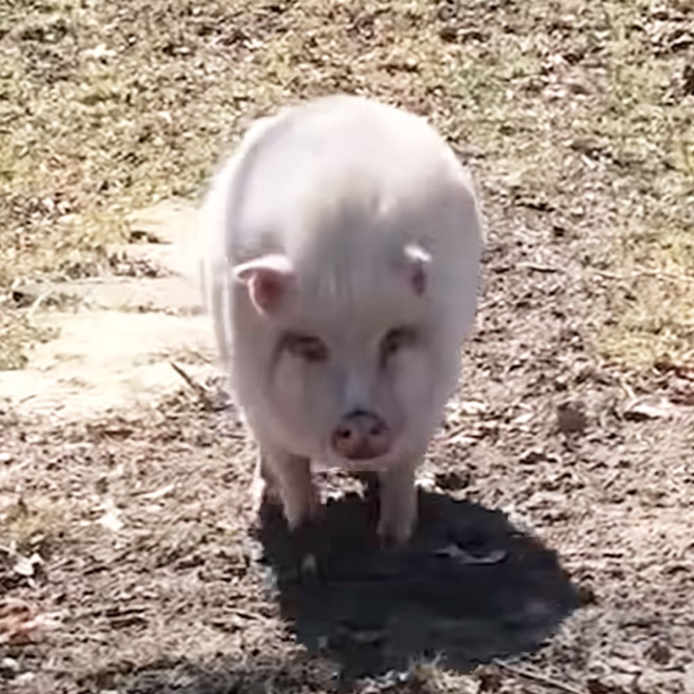 A young piglet with white fur standing outdoors on grassy ground, daytime lighting casting shadows.