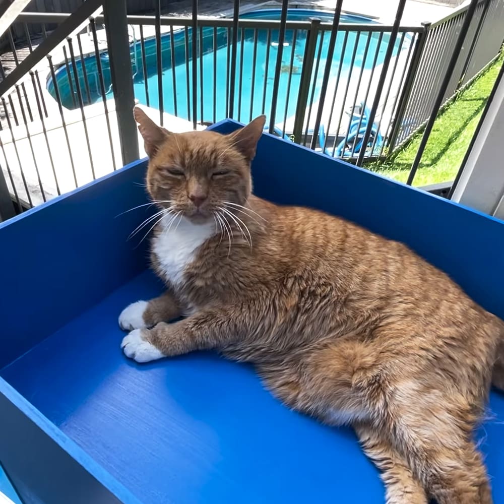 Senior cat