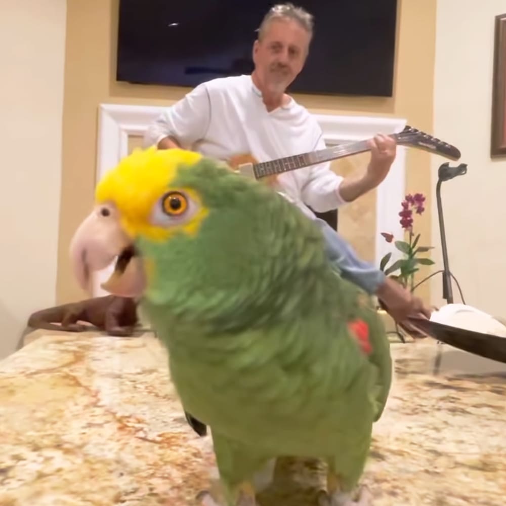 An adult male wearing a long-sleeved white t-shirt indoors with an Amazon parrot perched nearby, surrounded by home decor items like a guitar and a flower arrangement.