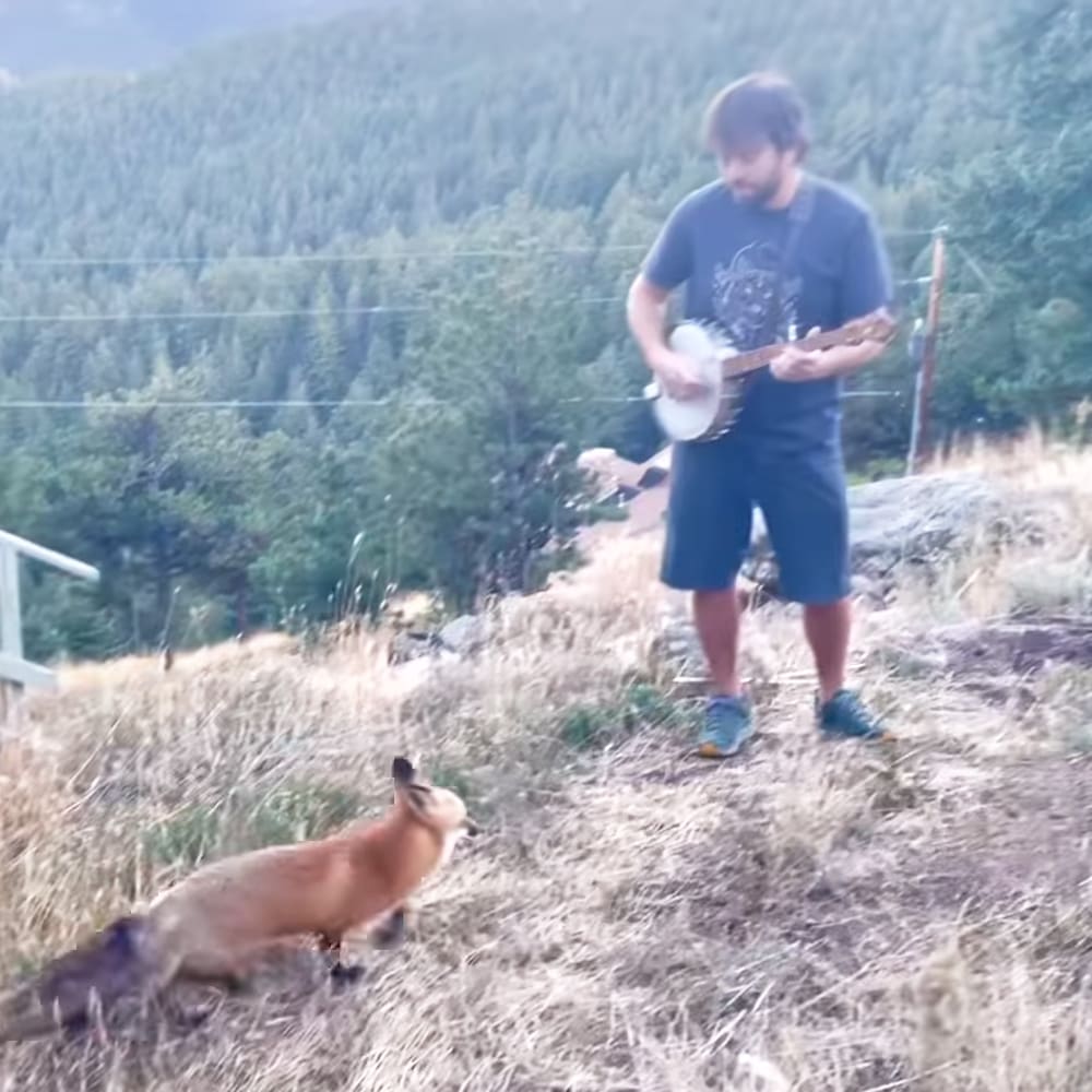 A red fox with reddish-brown fur and a white underbelly stands in an outdoor setting, while a man wearing a dark blue t-shirt plays a banjo on a hillside surrounded by dense green trees.