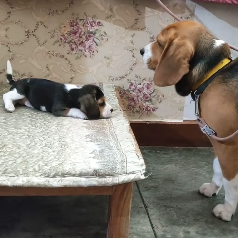 A beagle puppy with black, white, and tan markings stands next to an adult beagle wearing a collar in a home setting. A wooden-framed bed or small platform with floral-patterned bedding is visible.