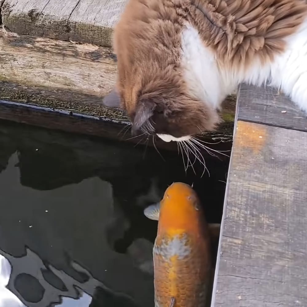 A brown-and-white cat near a wooden-edged pond with natural light, likely daytime setting.