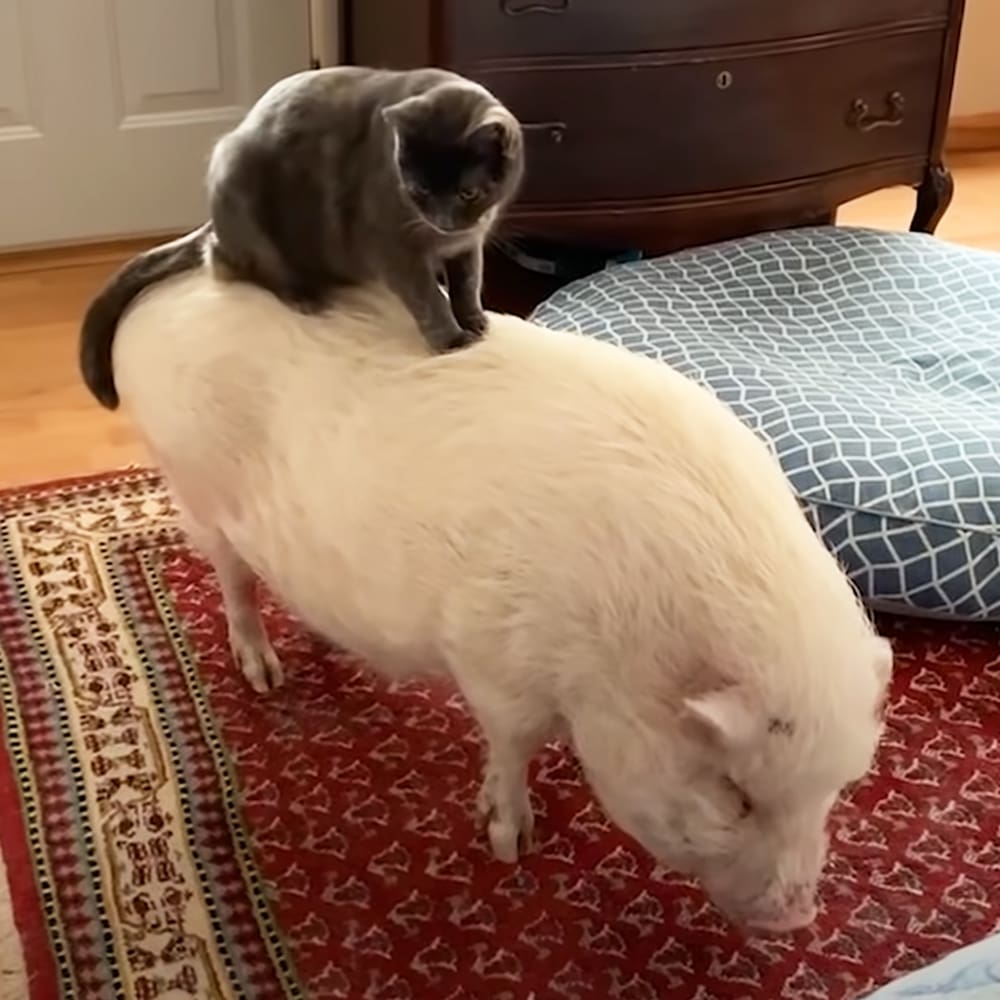 An adult white pig with gray markings indoors, accompanied by a tabby cat on its back; dark wooden dresser and patterned cushion in the background;
