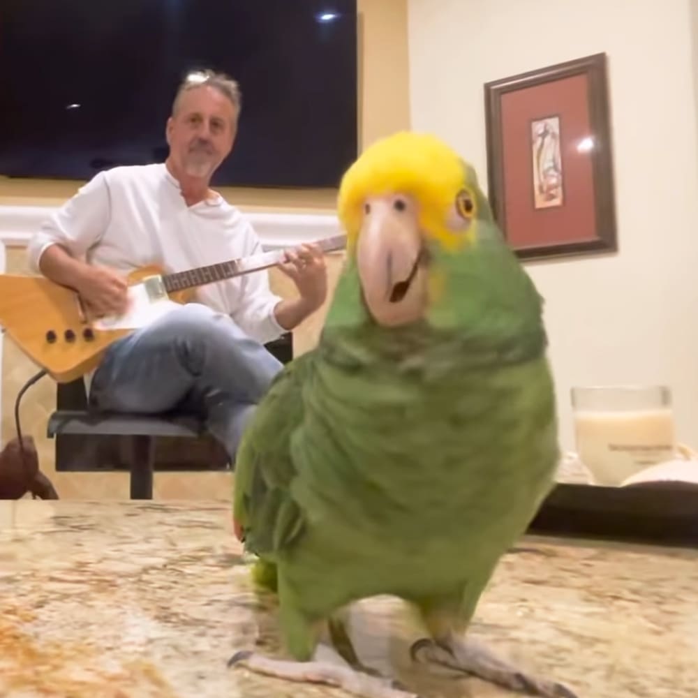 A middle-aged male in a cozy living room with a green-cheeked Amazon parrot perched on his shoulder.