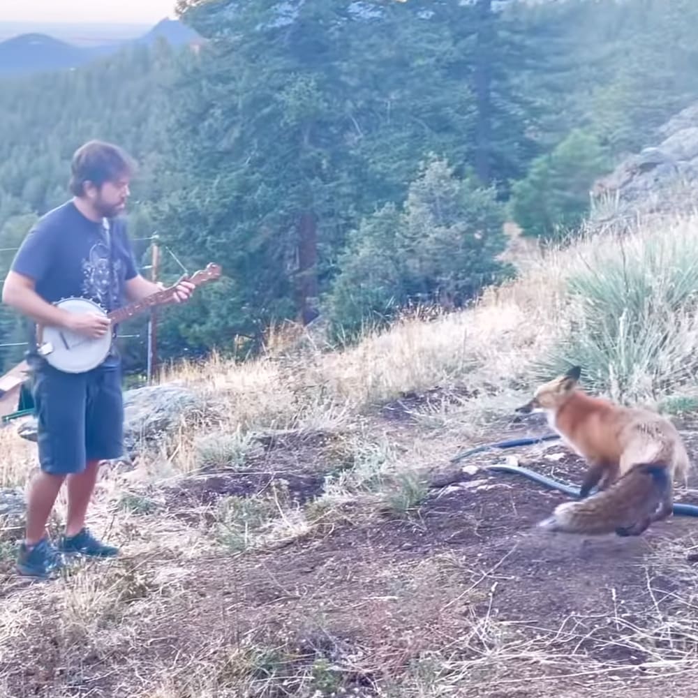 Adult male playing banjo near red fox in a hilly, overcast late spring or early summer outdoor setting with dry grass and shrubs.