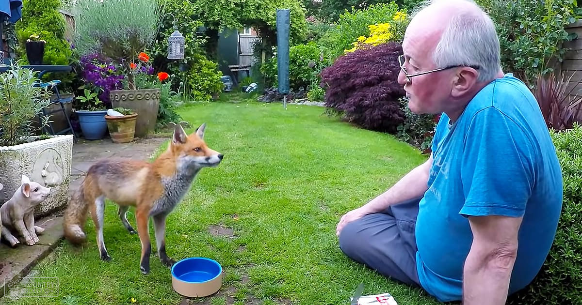 A red fox with reddish-brown and gray fur stands amidst a garden setting filled with potted plants, flowers, and a hanging lantern. A blue bowl rests on the grass nearby.