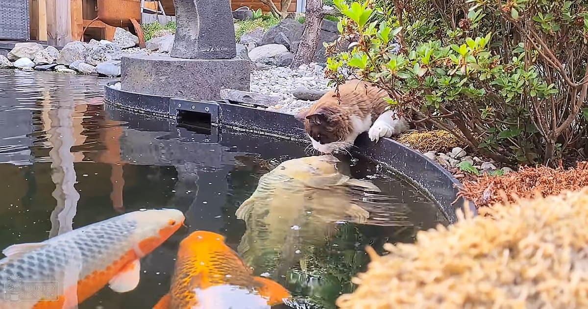 An adult cat with brown and white fur, near a pond with koi fish swimming amidst greenery and rocks.