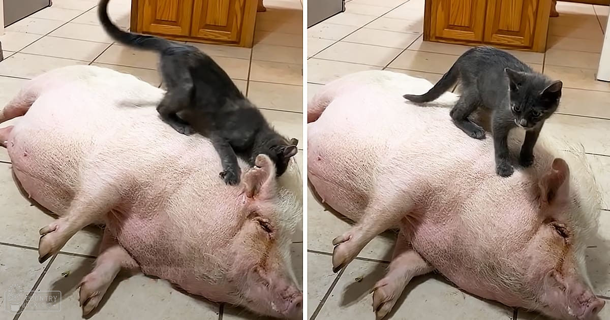 A pig and a kitten in a kitchen setting with wooden cabinets and tiled floor, pink and gray tones dominating the scene.