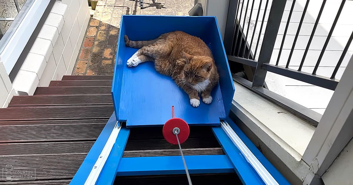 A tabby cat with orange, black, and white fur lying in a blue plastic container on an outdoor balcony near a staircase.