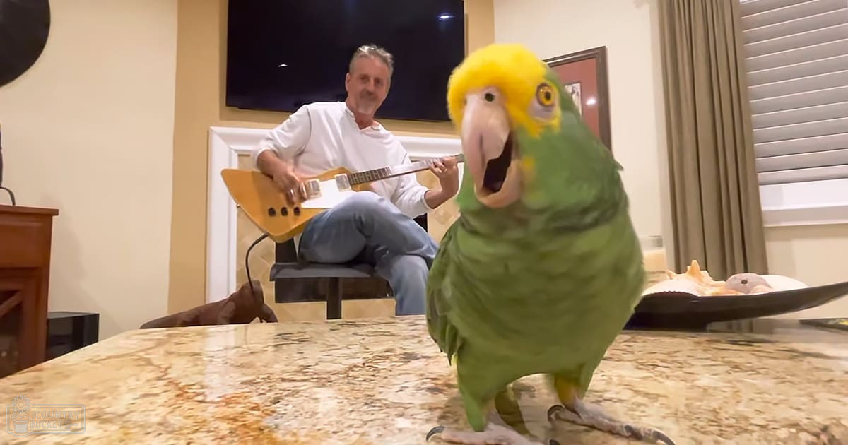 A middle-aged man plays a guitar while a bright green, yellow-headed parrot perches on a light-colored countertop in a cozy indoor living space with neutral walls and warm ambient lighting.
