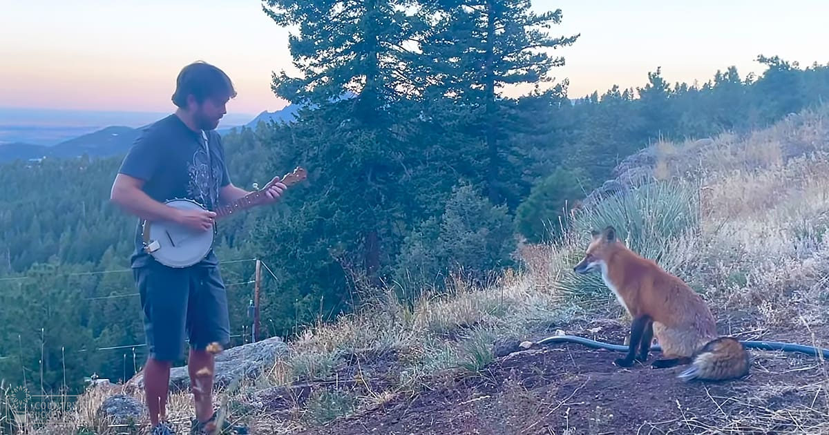 A young adult male singer wearing a dark t-shirt with a graphic design, blue shorts, and sandals plays a banjo in a natural forested area where an adult red fox with reddish-brown fur and white underbelly stands nearby. The scene is set outdoors with trees, shrubs, and hills under soft morning or late afternoon lighting.