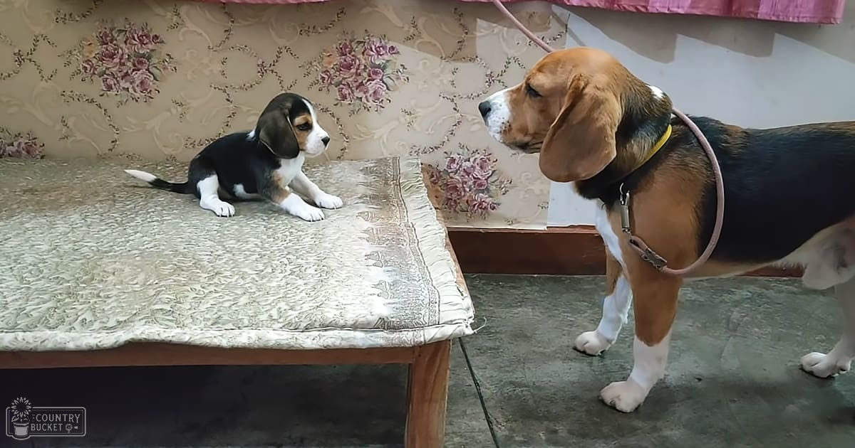 A Beagle puppy with black, white, and tan markings rests indoors near an adult Beagle dog with similar markings; a floral-patterned sofa or bed is visible.