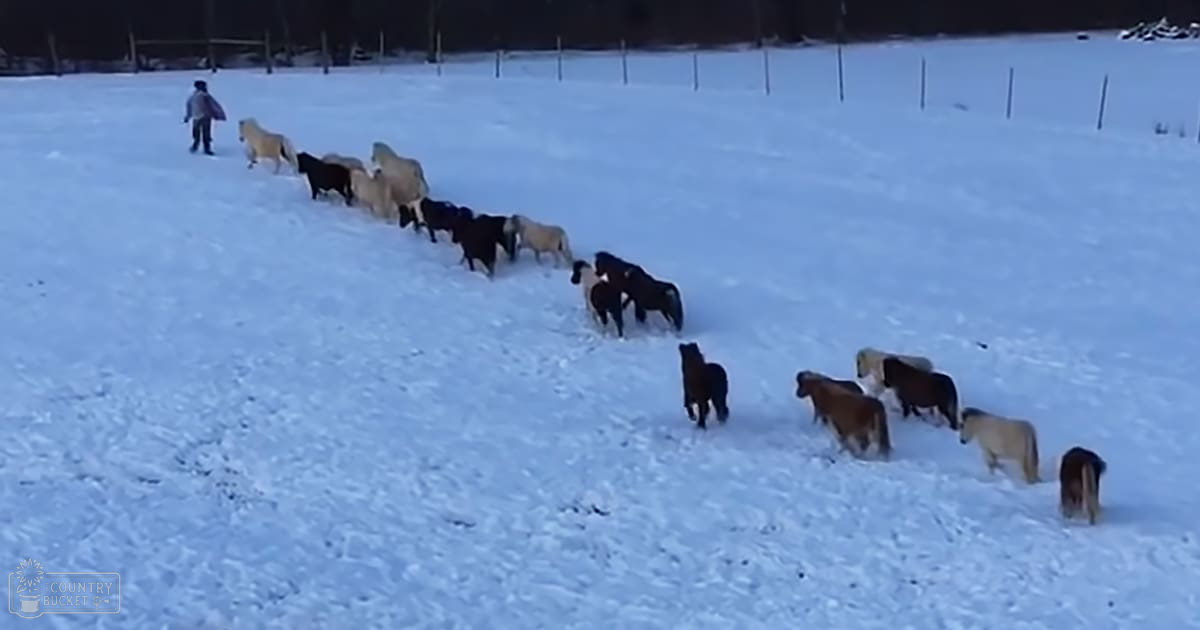 A herd of Icelandic horses with various coat colors stand in a snow-covered field within a fenced area, likely part of a farm or ranch. An adult male wearing winter clothing is seen in the background herding the horses.