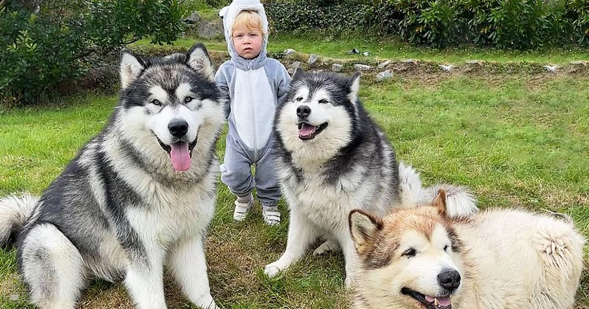 Two Alaskan Malamutes with white and black coats in an outdoor grassy area with a child wearing a gray animal onesie.