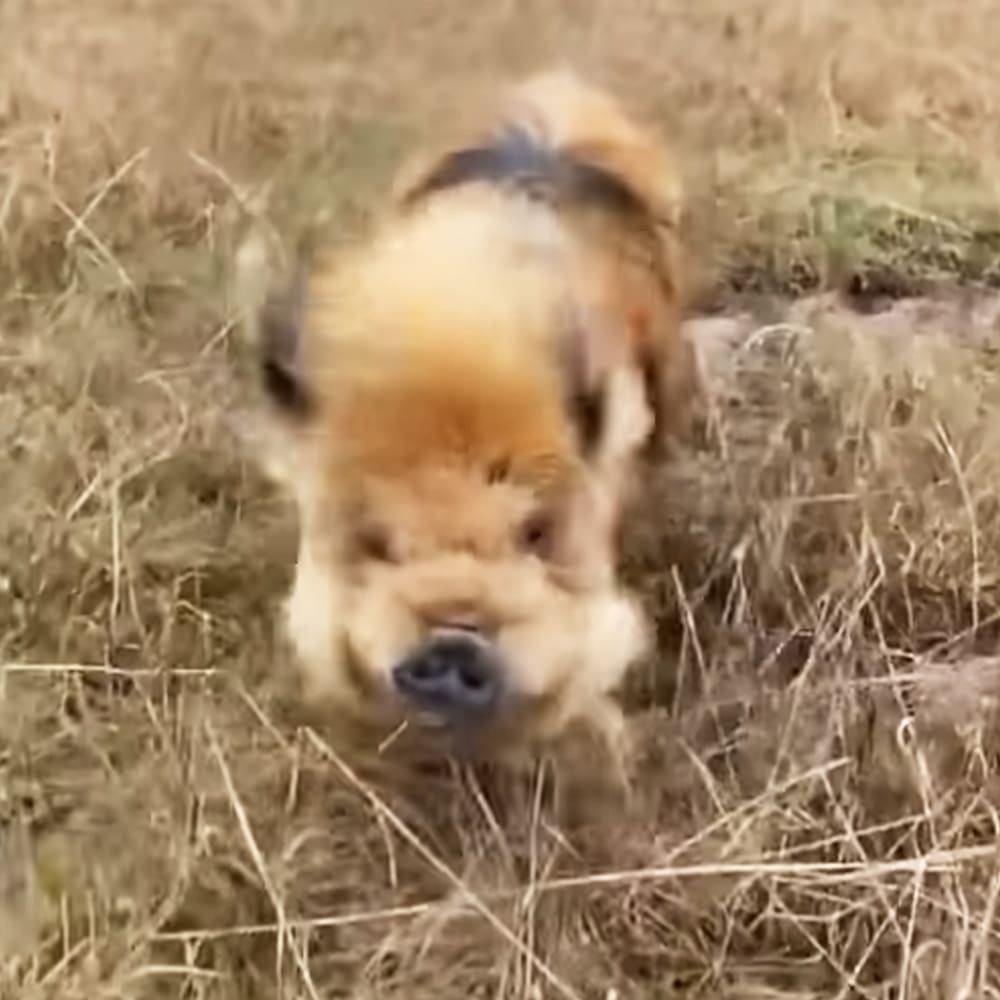 A light brown and white dog with floppy ears stands on a grassy area during what appears to be daytime spring or summer.