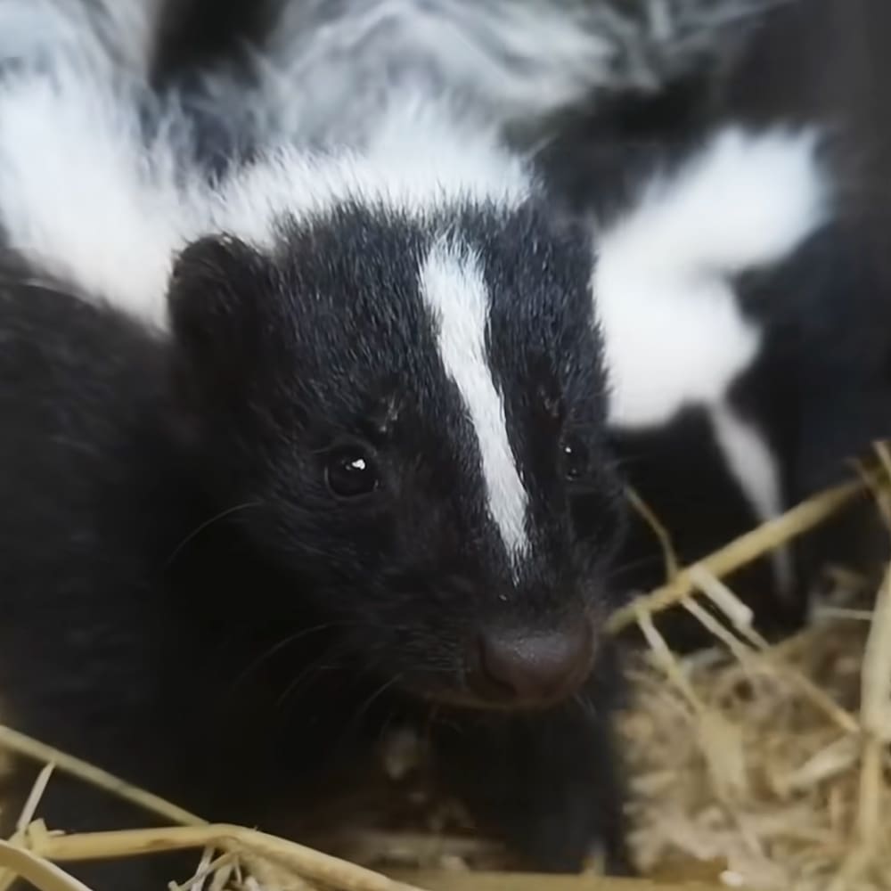 A baby striped skunk with black fur and white markings on its face and body, resting in a straw-lined indoor setting likely a barn or stable.