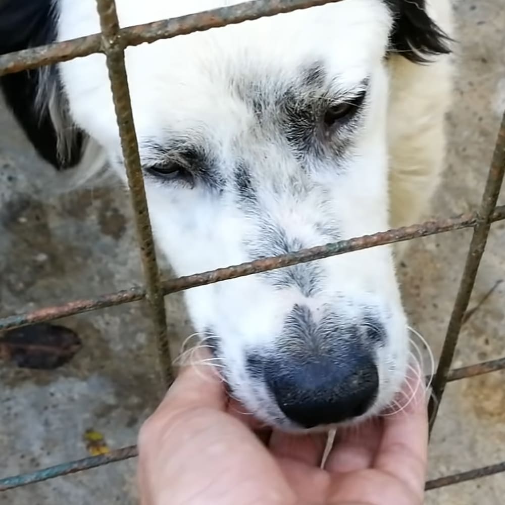 A mixed-breed dog with white and black patches, held by a person in an outdoor concrete setting near a metal grid fence.