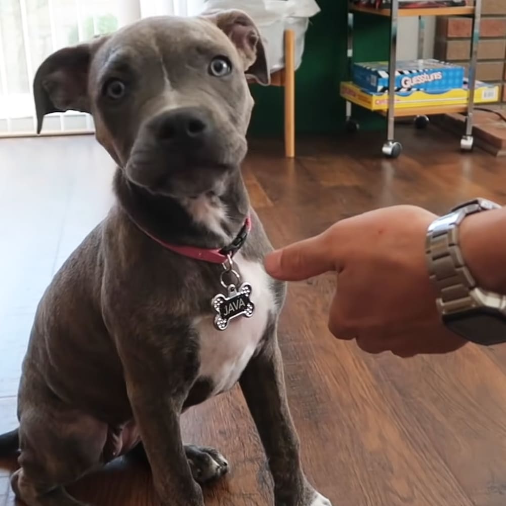An adult male dog named Java with a gray and white coat, an American Pit Bull Terrier or similar breed, wearing a red collar labeled 'JAVA', indoors in a home setting with natural light coming from windows.