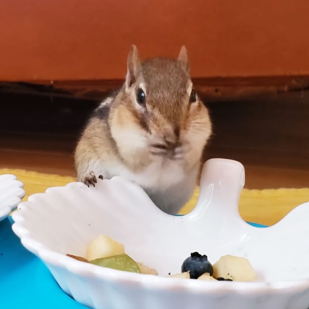 A chipmunk with light brown fur and darker stripes, juvenile in size, indoors on a wooden floor with an orange wall behind it.