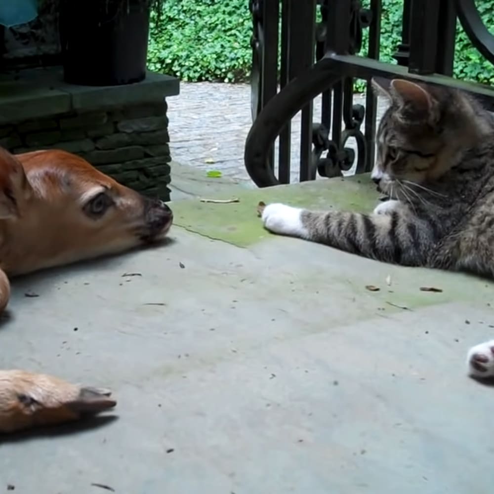 An adult tabby cat with gray and black stripes resting alongside a medium-sized Beagle or similar breed dog on an outdoor porch surrounded by green foliage, indicating spring, summer, or early fall.