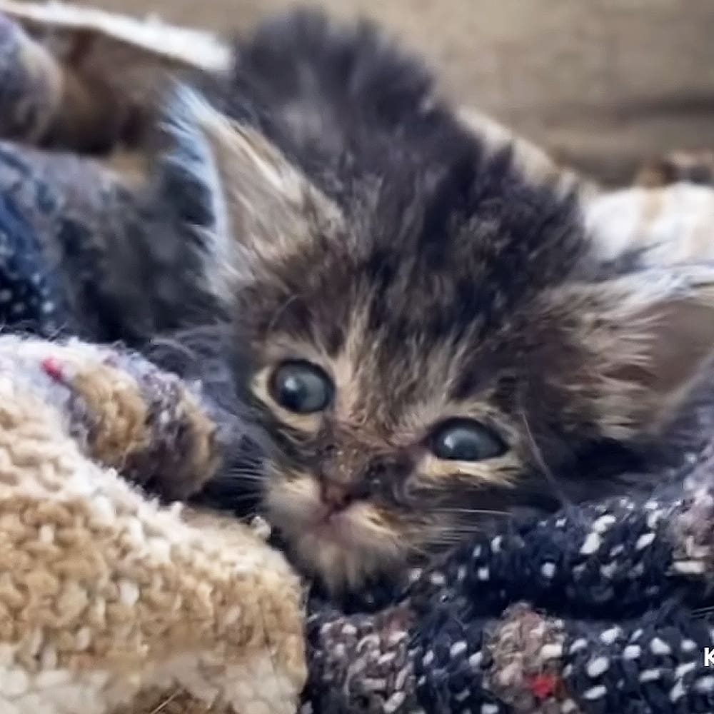 A tabby kitten with dark brown and black stripes, possibly a few weeks old, indoors against neutral-colored walls.