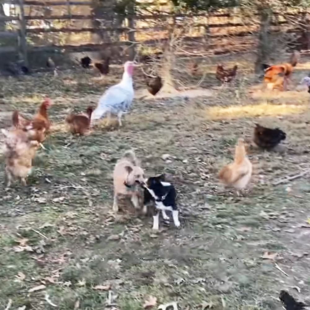 Chickens of various breeds and colors in a grassy farm setting, possibly late autumn or early spring with bare trees and dry grass.