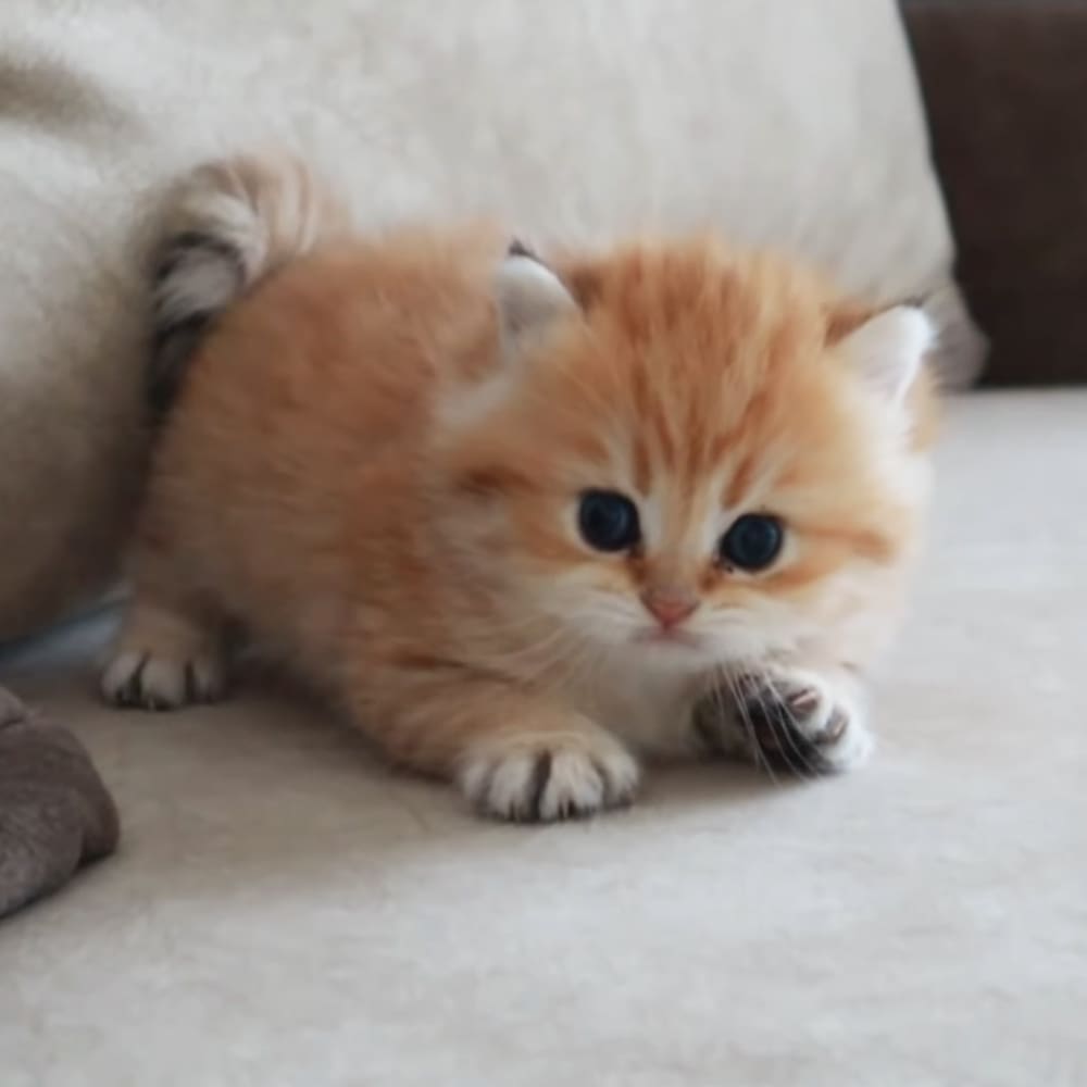 A young, orange-and-white kitten with large black eyes sits indoors on a light-colored surface.