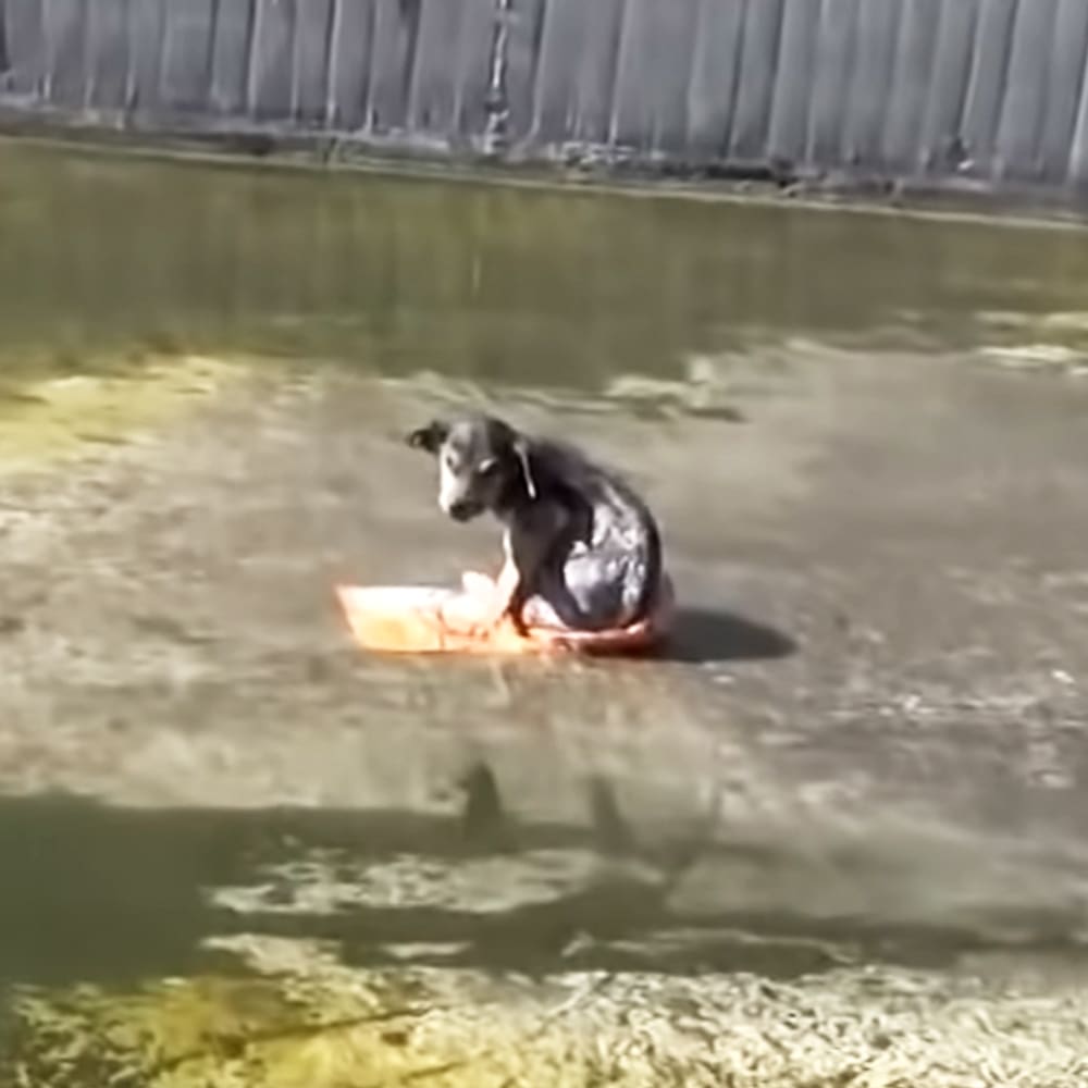 A black adult breed dog with a shiny coat stands near water in a grassy area with a metal fence visible behind it.
