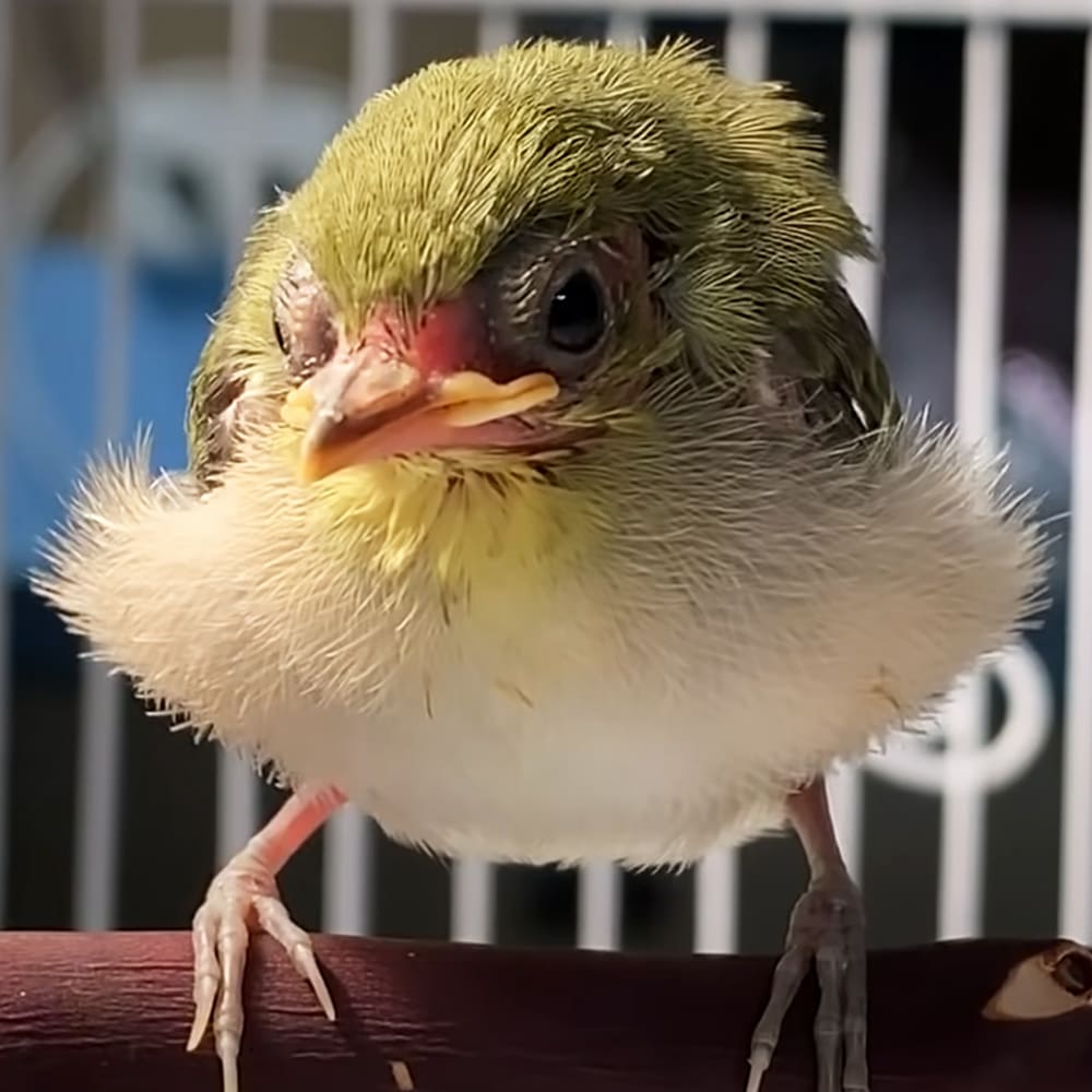 A baby bird with fluffy yellowish-green head and white downy body, small pink feet, open beak, juvenile age, indoors with blurred vertical bars background, daytime lighting, yellowish-green, white, pink, brown