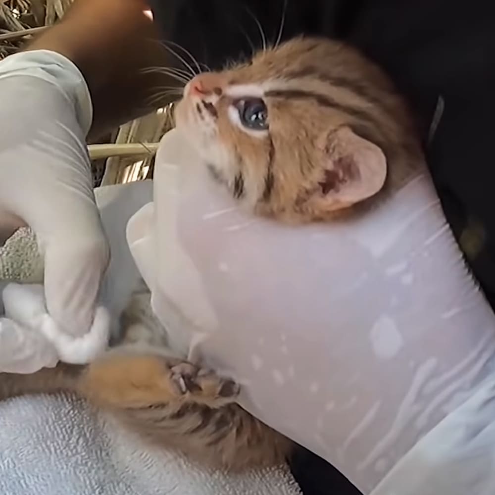 A kitten with an orange and brown tabby pattern and white paws sits under a white plastic bowl, surrounded by clinical veterinary examination furniture.