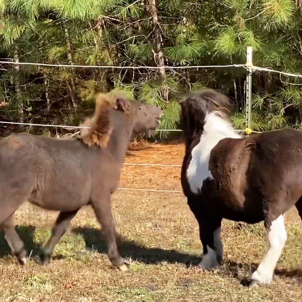 Two donkeys with distinct coat patterns in an outdoor farm enclosure surrounded by trees, grassy ground, and a wire fence; late spring or summer setting, daytime lighting.
