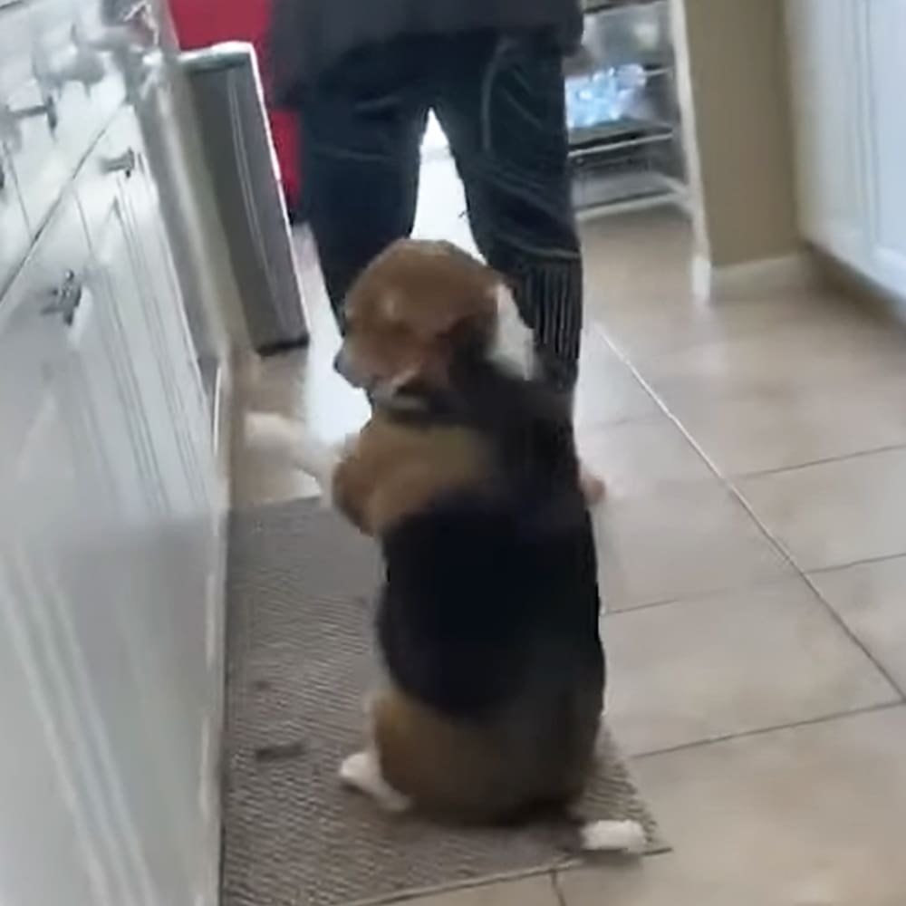 A Corgi puppy with a brown and black coat, white chest, indoors in a home setting with an ATM machine visible behind it.