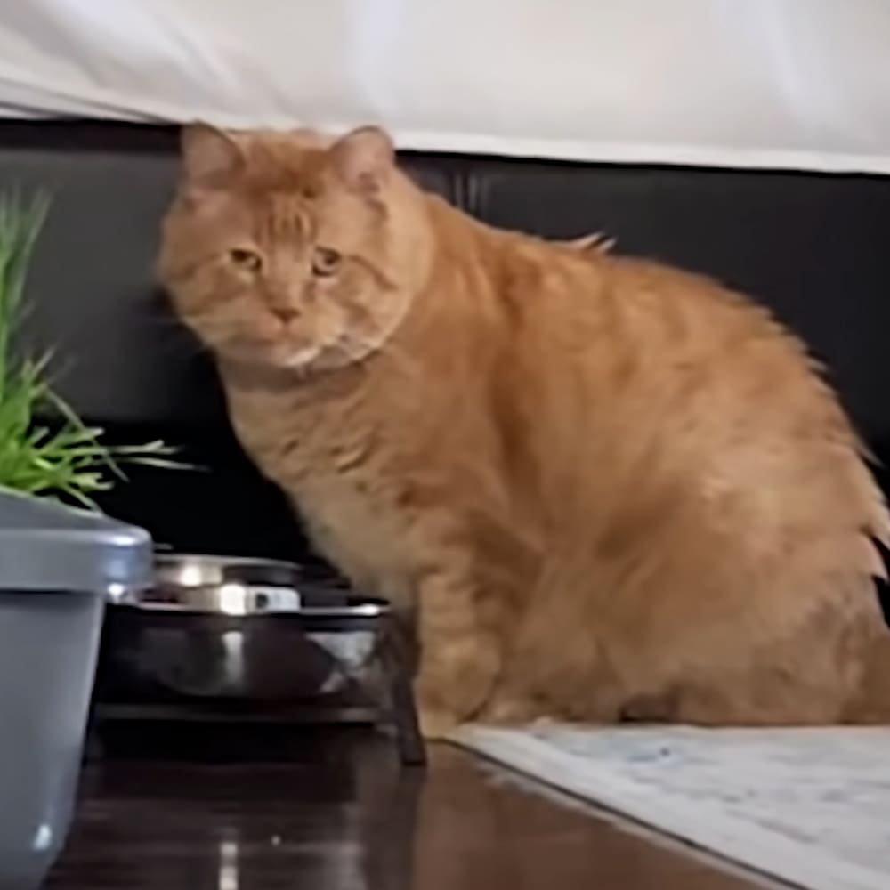An orange tabby cat with a fluffy coat, appearing indoors in a home setting.