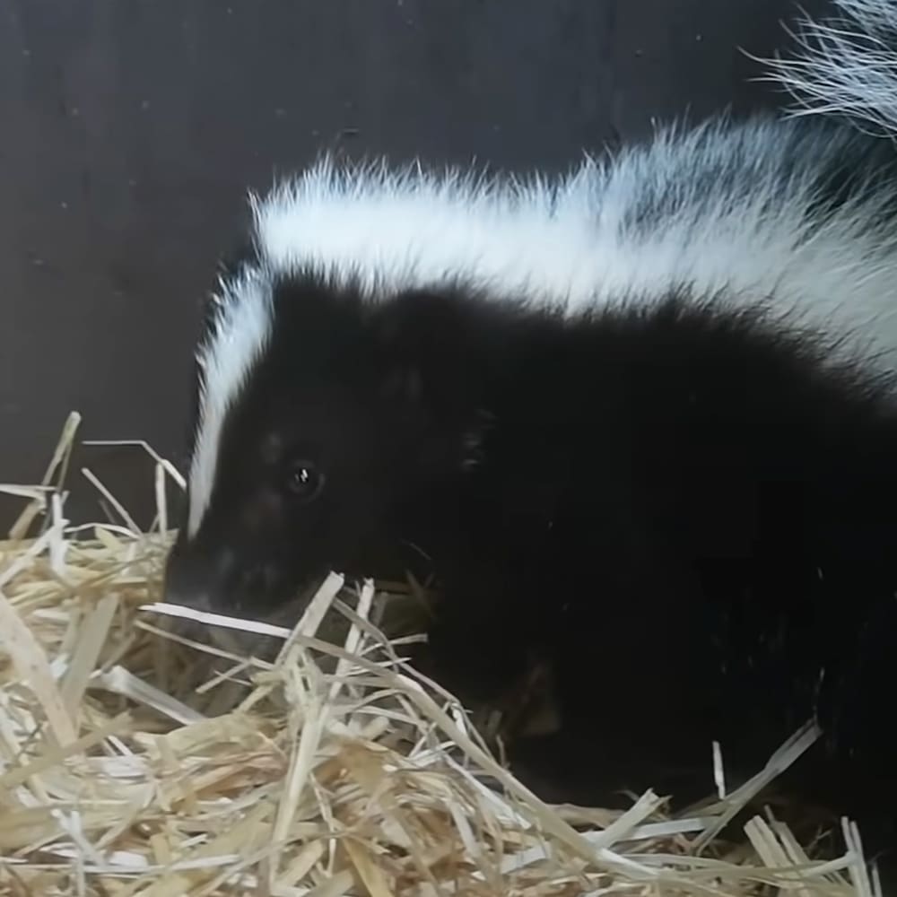 A black and white skunk with distinctive white markings along its back and tail, housed in an indoor pen or enclosure with straw bedding.