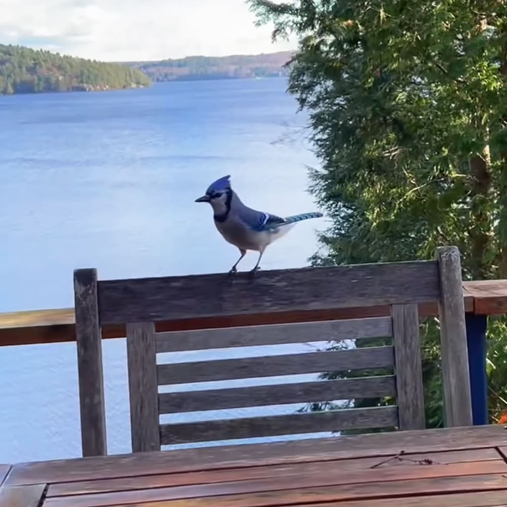 Blue Jay perched on a wooden railing overlooking a serene lake in a lush, green natural setting with late summer or early fall foliage under natural daylight.