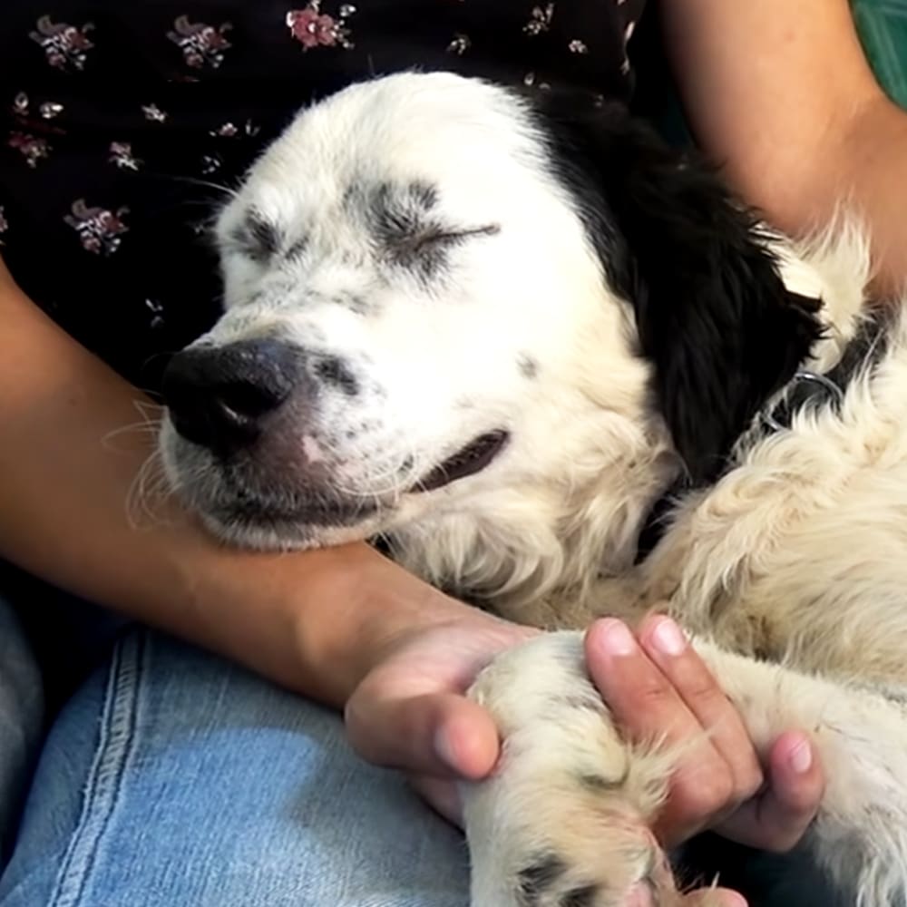 An English Setter puppy with white and black spots indoors, held near a person wearing a floral-patterned shirt in natural light.