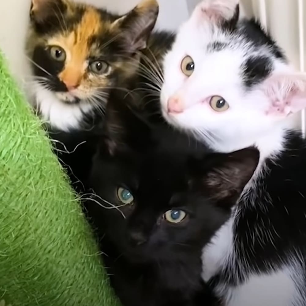 Three kittens with calico, white and black markings indoors on soft green fabric under natural daylight.