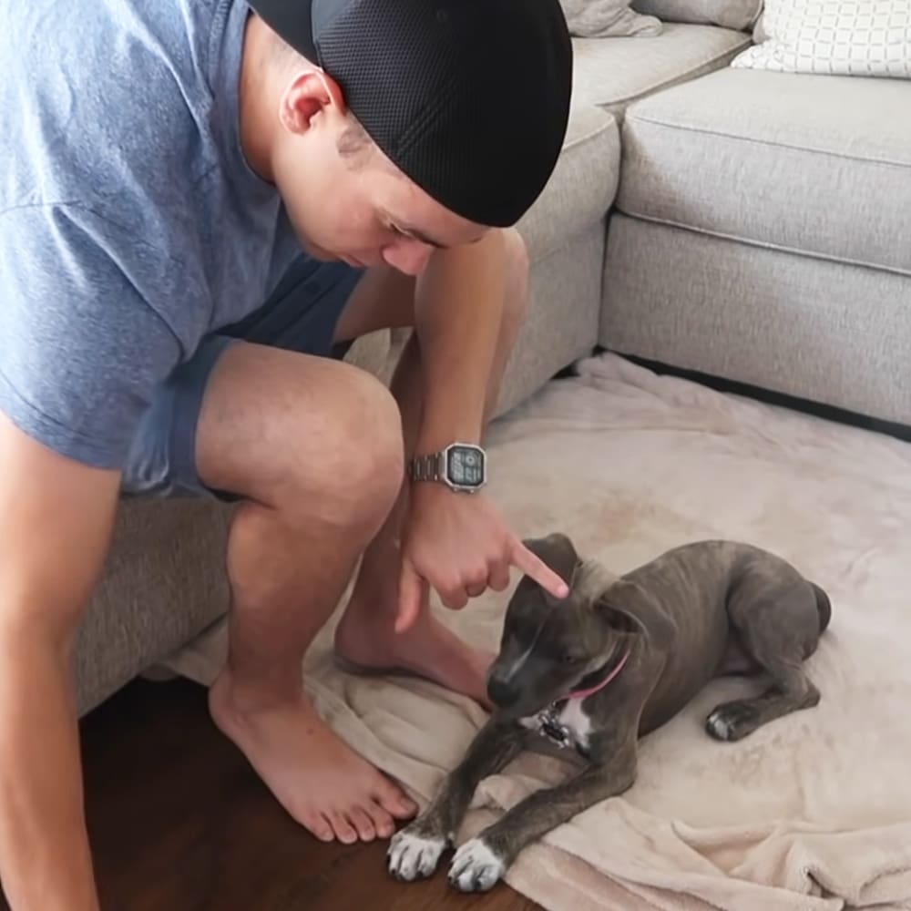 A young adult male interacts with a greyhound puppy in a living room setting under natural daylight.