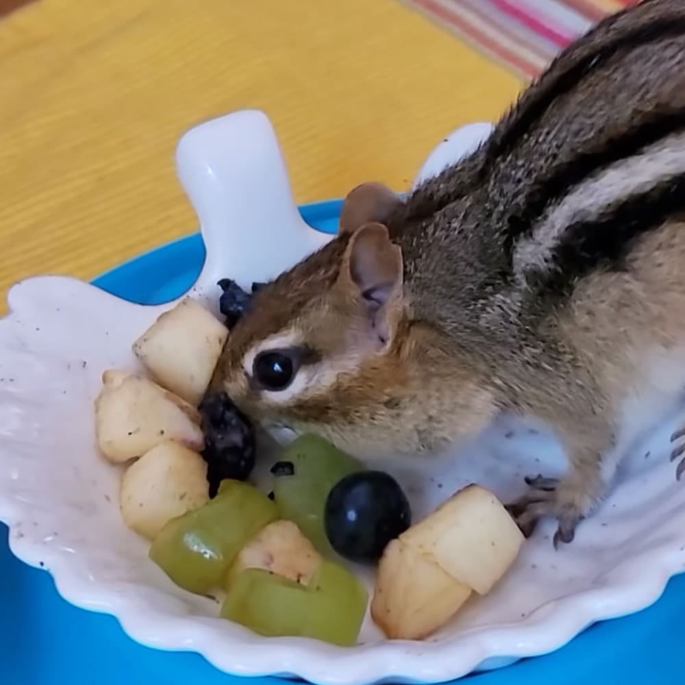 A chipmunk with brown fur and black stripes, indoors with yellow background and fruit on a plate.
