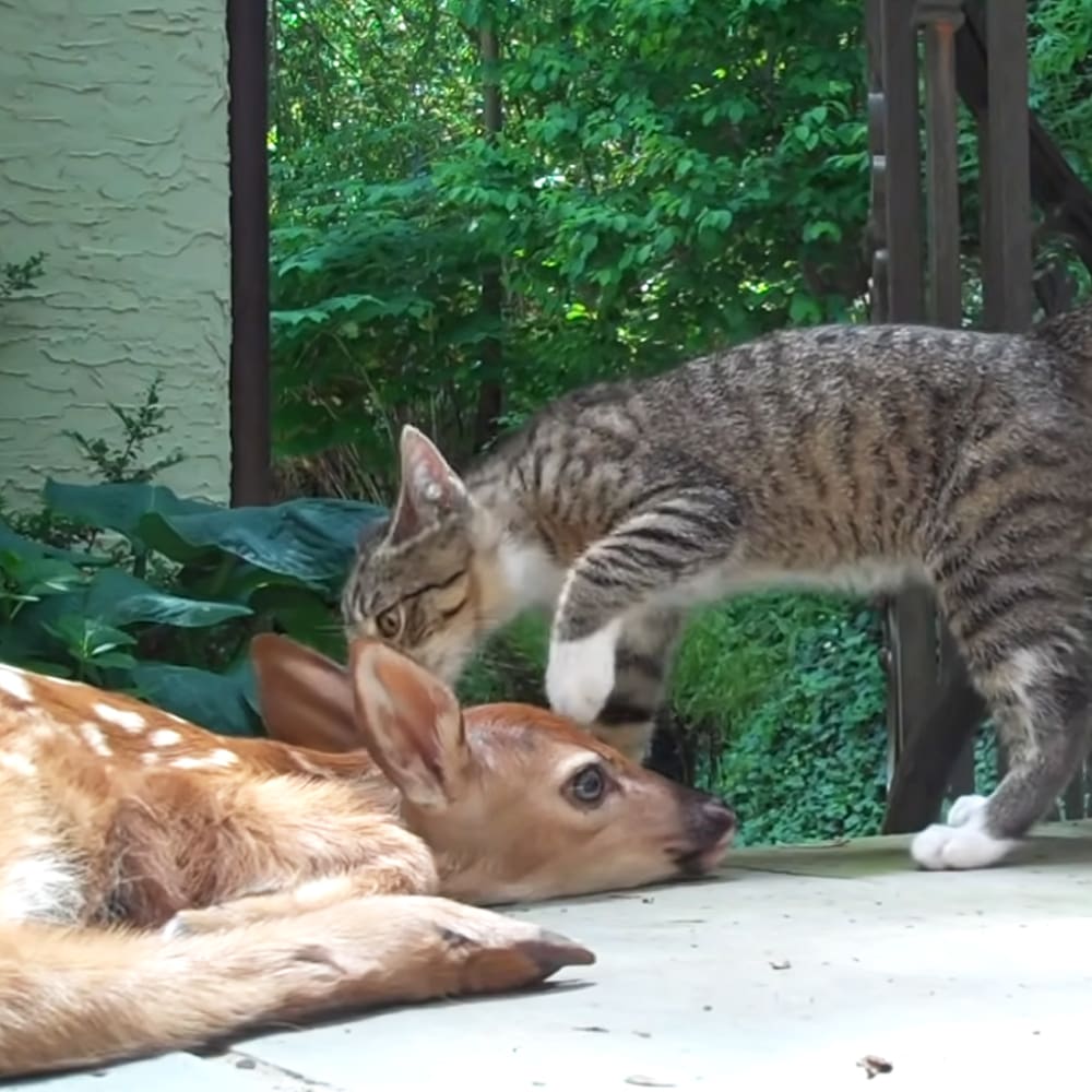 A tabby cat interacting with a juvenile fawn in an outdoor garden setting with greenery, trees, and natural daylight.