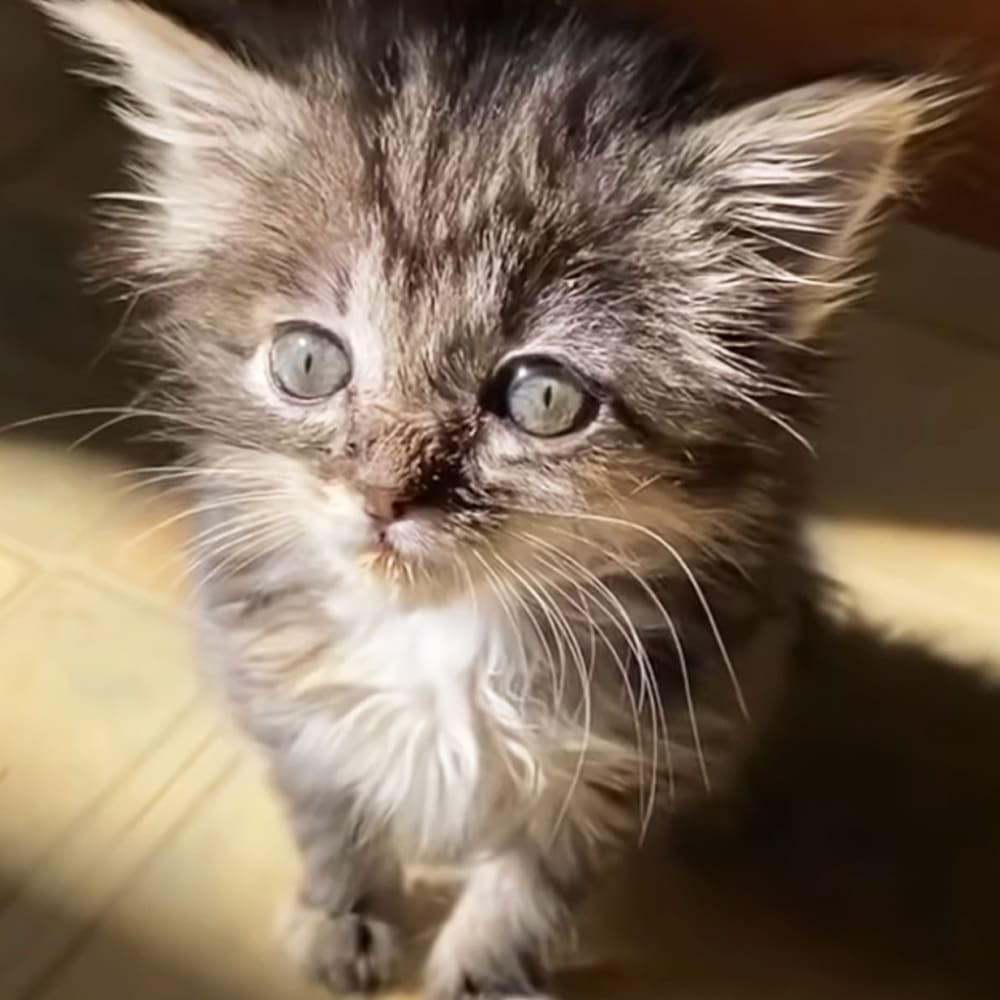 A young tabby kitten with a mix of gray, black, and white fur sits indoors in natural light.
