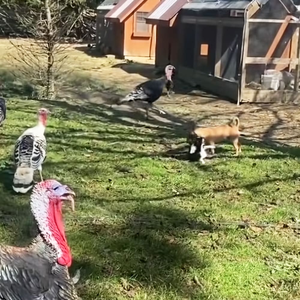 Several adult turkeys with red wattles and combs stand near a young fox (Vulpes vulpes) on grassy ground, with wooden structures resembling coops or sheds in the background.