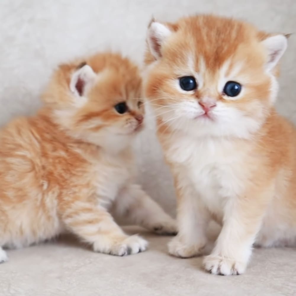 Two young orange tabby kittens with white chests against a plain light-colored backdrop in an indoor setting.
