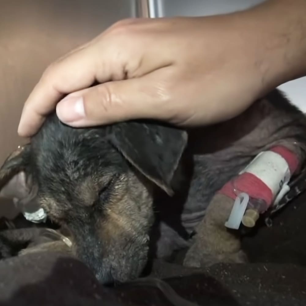 A chinchilla being held by an adult male with visible arm hair, likely at a veterinary clinic setting.