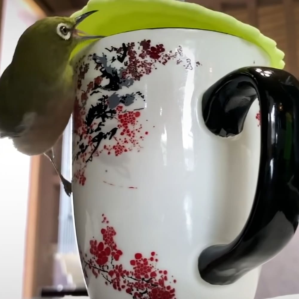 A green bird with white eyes and a black beak perched on a ceramic mug handle, set indoors under soft daylight.