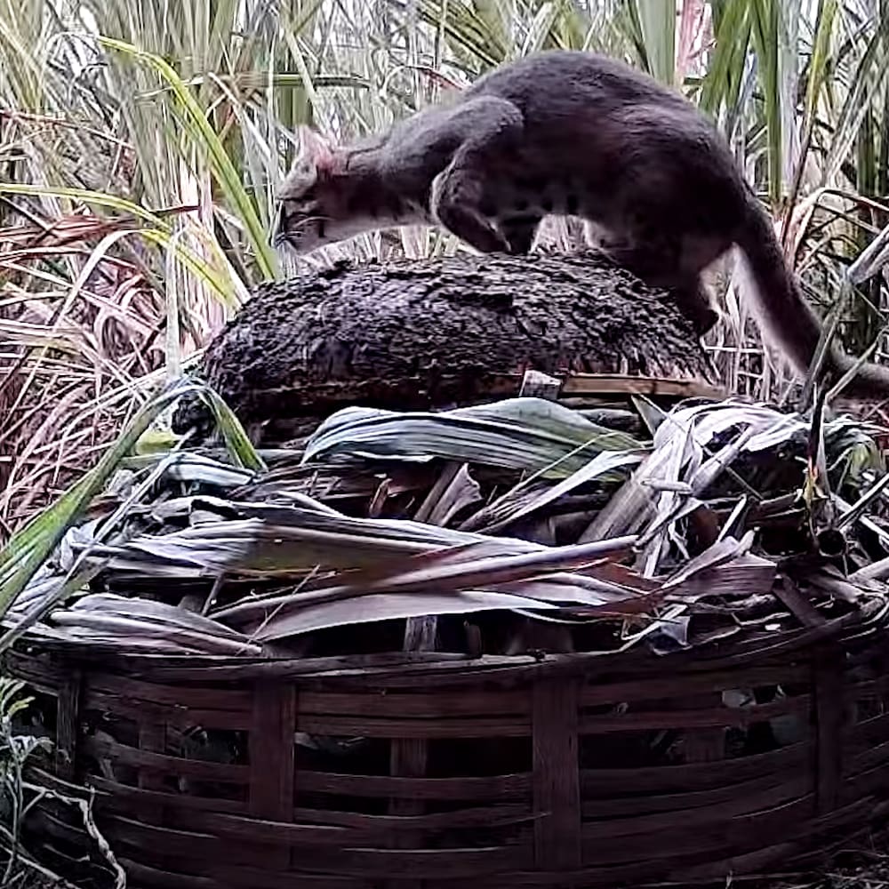 A tabby cat with dark fur in an outdoor setting surrounded by tall grasses and a woven basket containing dry foliage.