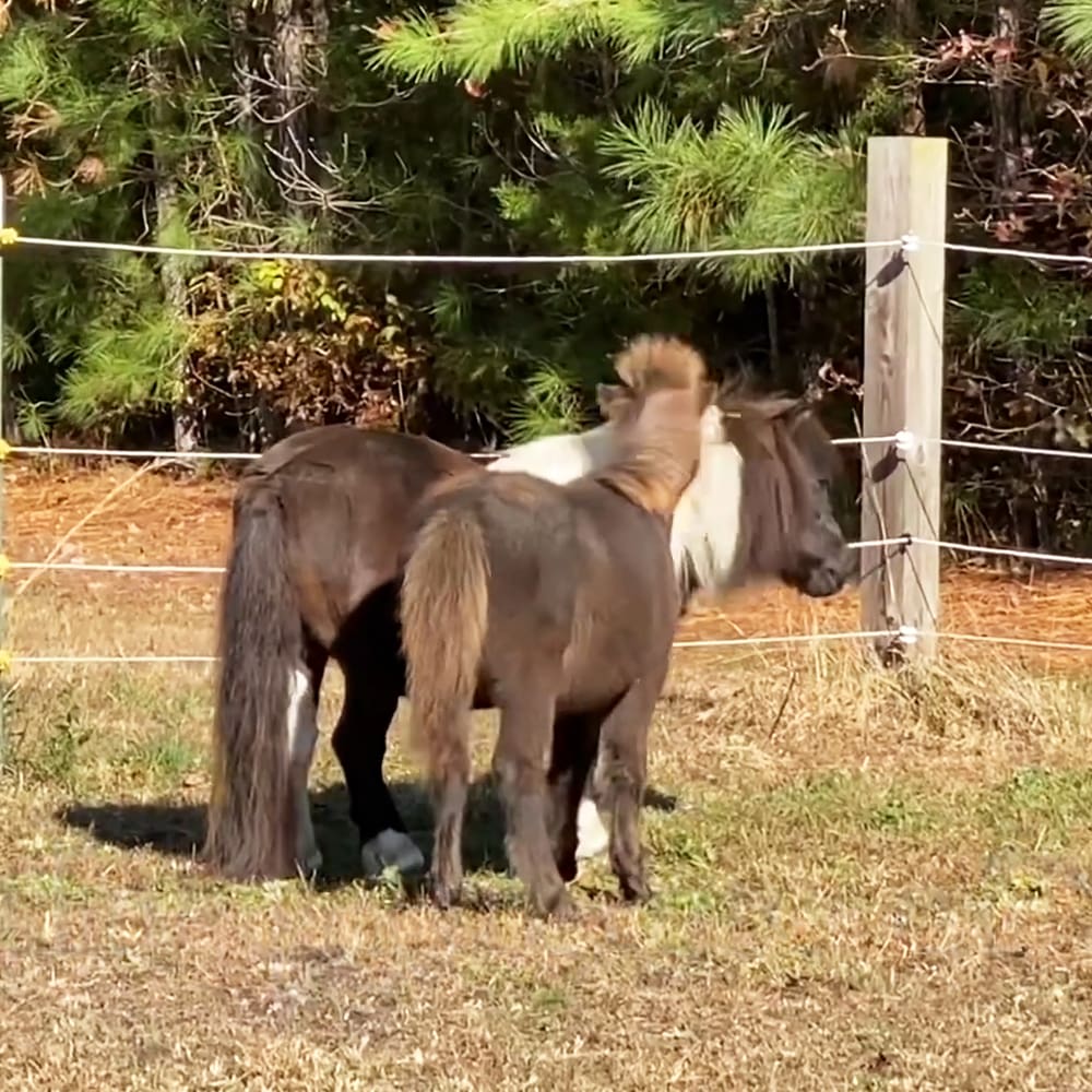 Miniature horses (ponies) with dark brown, white, and black patches stand in an outdoor farm enclosure surrounded by trees and vegetation under natural sunlight during autumn.