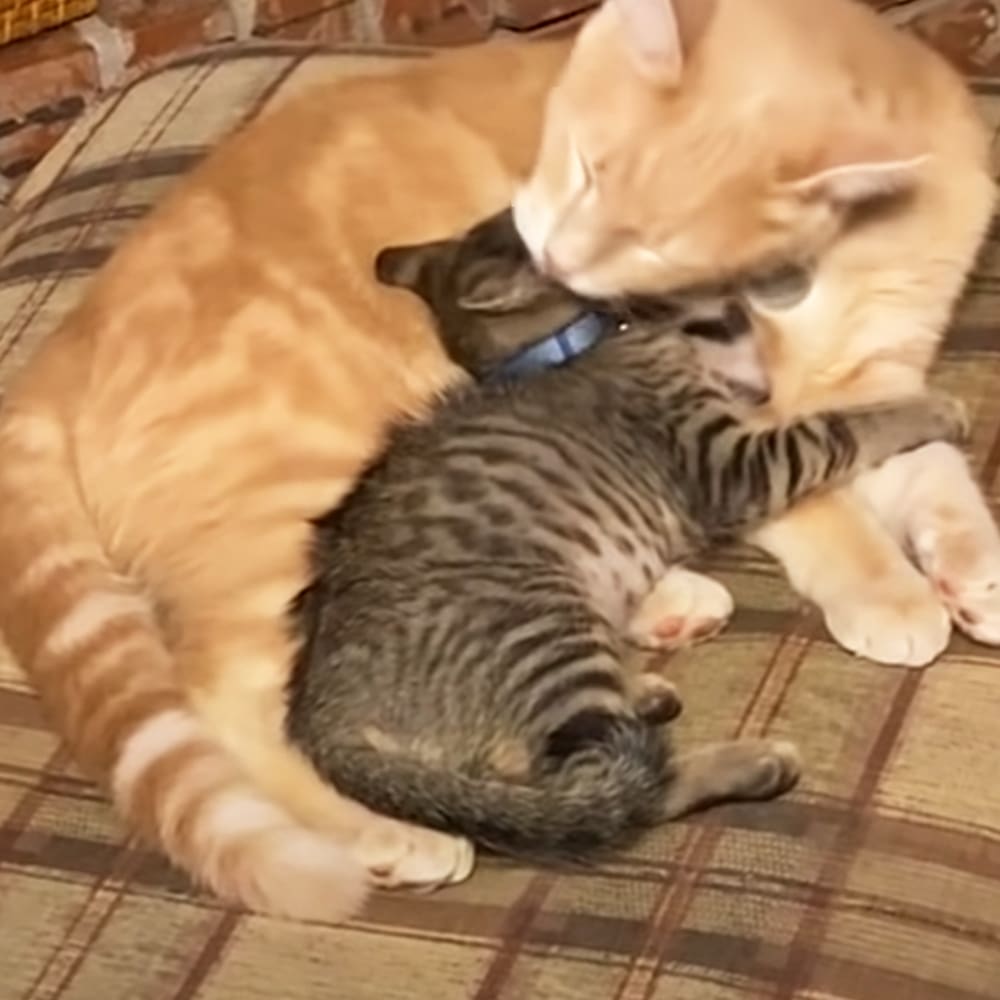 An orange tabby adult cat and a dark-striped kitten rest on a plaid-patterned fabric in an indoor setting.